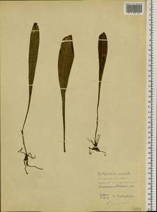 Dactylorhiza aristata (Fisch. ex Lindl.) Soó, Siberia, Russian Far East (S6) (Russia)