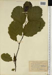 Alnus glutinosa (L.) Gaertn., Eastern Europe, Central region (E4) (Russia)