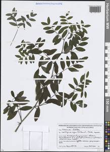 Lathyrus niger (L.) Bernh., Eastern Europe, Belarus (E3a) (Belarus)