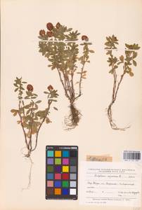 Trifolium aureum Pollich, Eastern Europe, North-Western region (E2) (Russia)