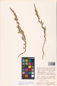 Chenopodium, Eastern Europe, Lower Volga region (E9) (Russia)