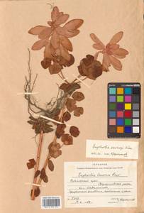 Euphorbia sieboldiana Morren & Decne., Siberia, Russian Far East (S6) (Russia)