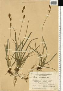 Carex brevicollis DC., Eastern Europe, Moldova (E13a) (Moldova)