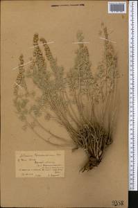 Artemisia rutifolia Steph. ex Spreng., Middle Asia, Northern & Central Tian Shan (M4) (Kyrgyzstan)