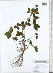 Trifolium hybridum L., Eastern Europe, Central region (E4) (Russia)