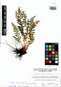 Woodsia ilvensis (L.) R. Br., Siberia, Baikal & Transbaikal region (S4) (Russia)