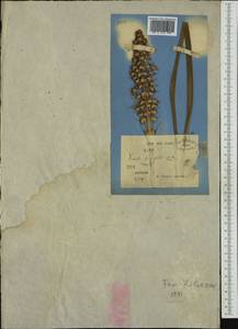 Lomandra longifolia Labill., Australia & Oceania (AUSTR) (Australia)