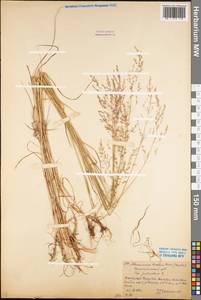 Poa palustris L., Eastern Europe, Northern region (E1) (Russia)