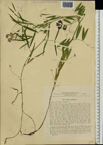 Lathyrus palustris L., Eastern Europe, Central region (E4) (Russia)