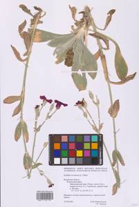 Silene coronaria (L.) Clairv., Eastern Europe, Central region (E4) (Russia)