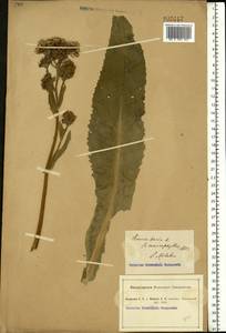 Senecio nemorensis L., Eastern Europe, South Ukrainian region (E12) (Ukraine)