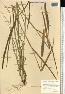 Setaria verticillata (L.) P.Beauv., Eastern Europe, Central forest region (E5) (Russia)