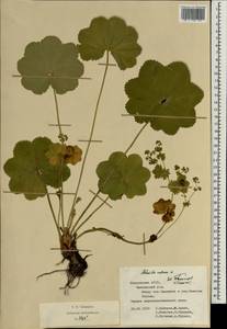 Alchemilla ventiana V. N. Tikhom., Eastern Europe, Middle Volga region (E8) (Russia)