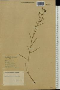 Euphorbia leptocaula Boiss., Eastern Europe, South Ukrainian region (E12) (Ukraine)