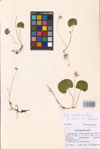 Viola ×fennica Nyl., Eastern Europe, North-Western region (E2) (Russia)