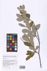 Salix cinerea L., Eastern Europe, Lower Volga region (E9) (Russia)