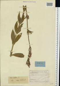 Silene noctiflora L., Eastern Europe, Rostov Oblast (E12a) (Russia)
