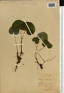 Asarum europaeum L., Eastern Europe, Middle Volga region (E8) (Russia)