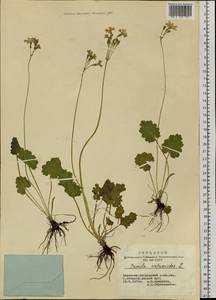 Primula cortusoides L., Siberia, Altai & Sayany Mountains (S2) (Russia)