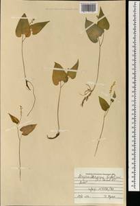 Maianthemum bifolium (L.) F.W.Schmidt, Mongolia (MONG) (Mongolia)