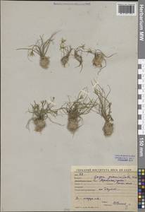 Gagea graminifolia Vved., Middle Asia, Western Tian Shan & Karatau (M3) (Uzbekistan)