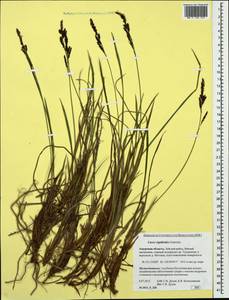 Carex rigidioides (Gorodkov) V.I.Krecz., Siberia, Russian Far East (S6) (Russia)