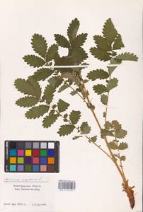Agrimonia eupatoria L., Eastern Europe, Lower Volga region (E9) (Russia)
