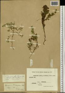 Thymus iljinii Klokov & Des.-Shost., Siberia, Yakutia (S5) (Russia)