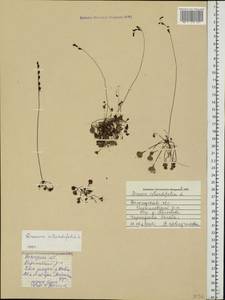 Drosera rotundifolia L., Eastern Europe, Northern region (E1) (Russia)