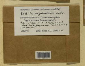 Barbula unguiculata Hedw., Bryophytes, Bryophytes - Moscow City & Moscow Oblast (B6a) (Russia)