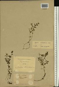 Thymus pannonicus All., Eastern Europe, North Ukrainian region (E11) (Ukraine)