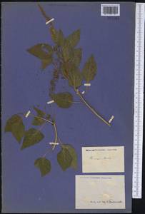 Rivina humilis L., America (AMER) (Not classified)