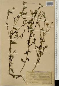 Pulicaria dysenterica (L.) Bernh., Caucasus, Azerbaijan (K6) (Azerbaijan)