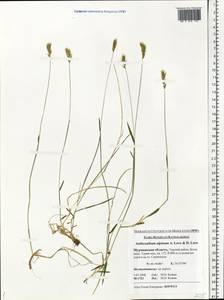 Anthoxanthum nipponicum Honda, Eastern Europe, Northern region (E1) (Russia)