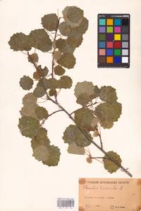 Populus tremula L., Eastern Europe, Eastern region (E10) (Russia)