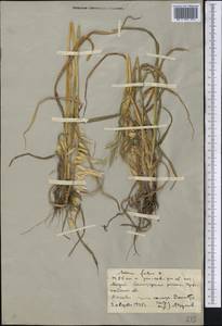 Avena fatua L., Middle Asia, Northern & Central Kazakhstan (M10) (Kazakhstan)