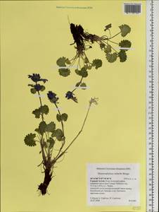 Dracocephalum imberbe Bunge, Siberia, Altai & Sayany Mountains (S2) (Russia)