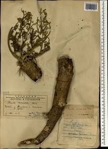 Ferula szowitsiana DC., South Asia, South Asia (Asia outside ex-Soviet states and Mongolia) (ASIA) (Iran)