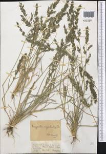 Eragrostis cilianensis (All.) Vignolo ex Janch., Middle Asia, Dzungarian Alatau & Tarbagatai (M5) (Kazakhstan)