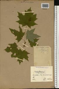 Acer platanoides L., Eastern Europe, North Ukrainian region (E11) (Ukraine)