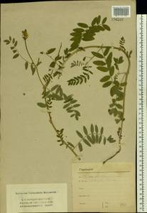 Astragalus cicer L., Eastern Europe, Central region (E4) (Russia)