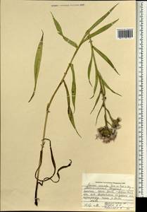 Saussurea acuminata Turcz. ex Fisch. & C. A. Mey., Mongolia (MONG) (Mongolia)