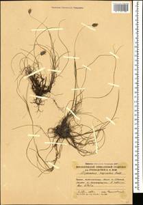 Alopecurus vaginatus (Willd.) Pall. ex Kunth, Caucasus, South Ossetia (K4b) (South Ossetia)