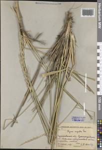 Leymus angustus (Trin.) Pilg., Eastern Europe, Lower Volga region (E9) (Russia)