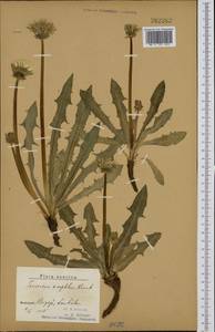 Taraxacum repletum (Dahlst.) Dahlst., Western Europe (EUR) (Sweden)