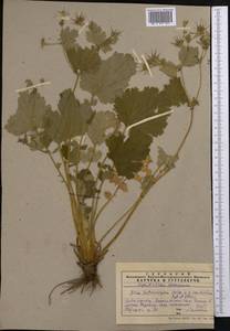 Geum heterocarpum Boiss., Middle Asia, Western Tian Shan & Karatau (M3) (Kazakhstan)