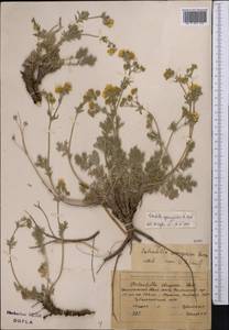 Potentilla agrimonioides M. Bieb., Middle Asia, Northern & Central Tian Shan (M4) (Kyrgyzstan)
