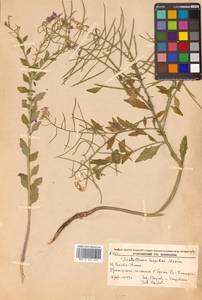 Dontostemon hispidus Maxim., Siberia, Russian Far East (S6) (Russia)