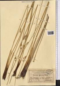 Juncus inflexus L., Middle Asia, Western Tian Shan & Karatau (M3) (Kazakhstan)