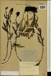 Pedicularis brachystachys Bunge, Siberia, Altai & Sayany Mountains (S2) (Russia)